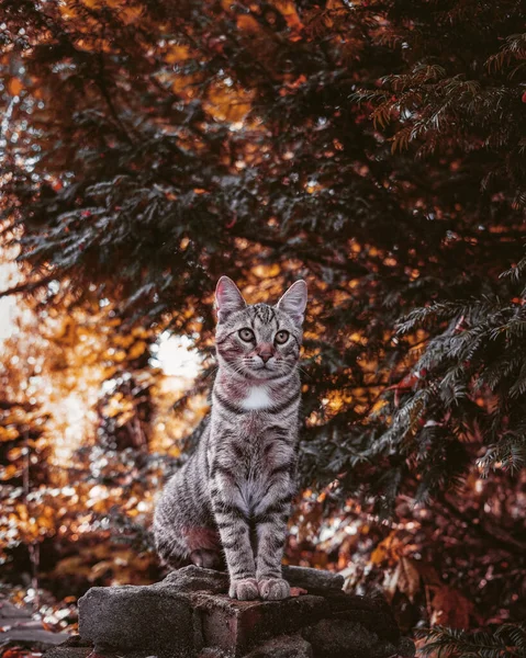 Вертикальний Знімок Кота Сидить Скелі Лісі Восени — стокове фото