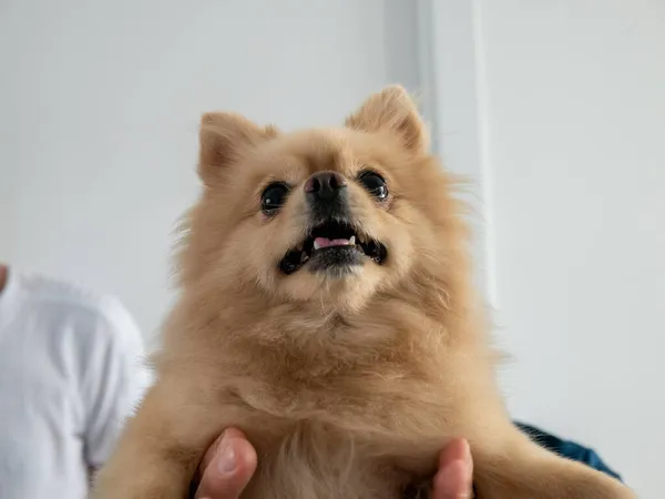 Närbild Söt Brun Pommerska Spottkopp Bärs Ägaren — Stockfoto