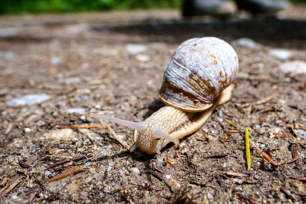 Gros Plan Escargot Rampant Sur Sol — Photo