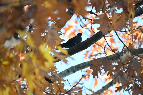 美丽的乌鸦坐在树叶后面 Wunderschoener Rabe Sitzt Hinter Laub — 图库照片