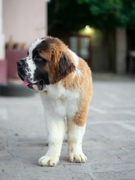 Vertical Shot Adorable Saint Bernard Dog Outdoors — Stock Photo, Image