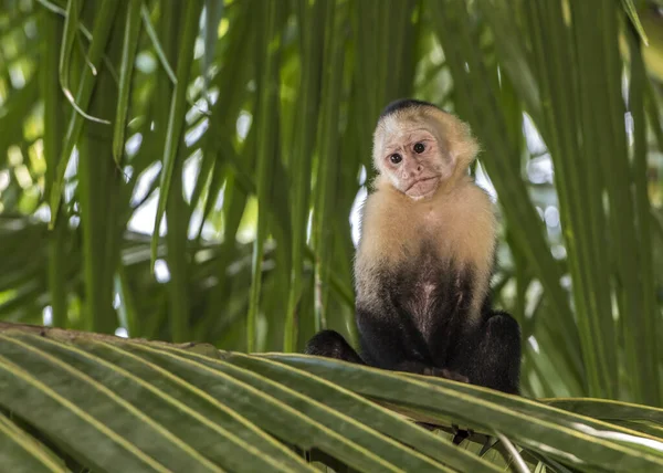 Närbild Gracile Capuchin Trädet — Stockfoto