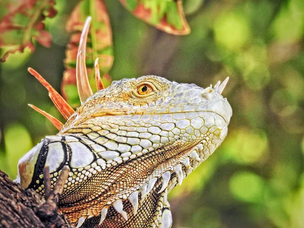 Μια Επιλεκτική Φωτογραφία Εστίασης Του Iguana Στη Φλόριντα Ηπα — Φωτογραφία Αρχείου