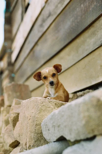 Очаровательная Маленькая Коричневая Бродячая Собака Сидит Скалах — стоковое фото