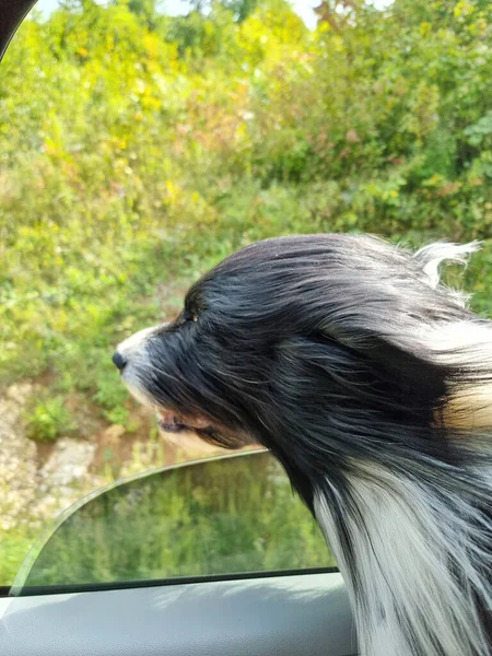 日帰り旅行中に車の外を見るかわいい犬 — ストック写真