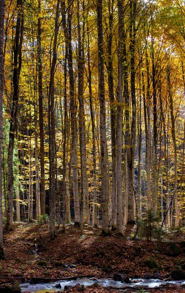 Вертикальный Снимок Высоких Деревьев Лесу Осенний День — стоковое фото