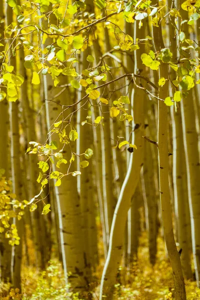 Geschilderd Alle Kleuren Van Herfst — Stockfoto