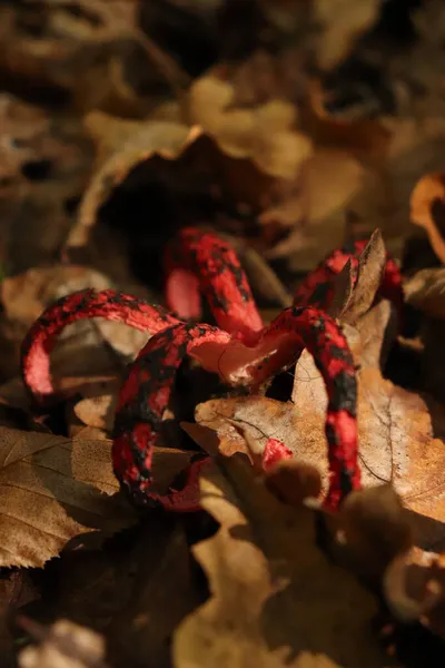 Eine Flache Nahaufnahme Des Roten Bogenschützen Clathrus Pilz Mit Trockenen — Stockfoto