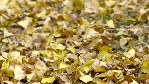Een Landschap Van Een Herfst Woud Met Gele Loof — Stockvideo