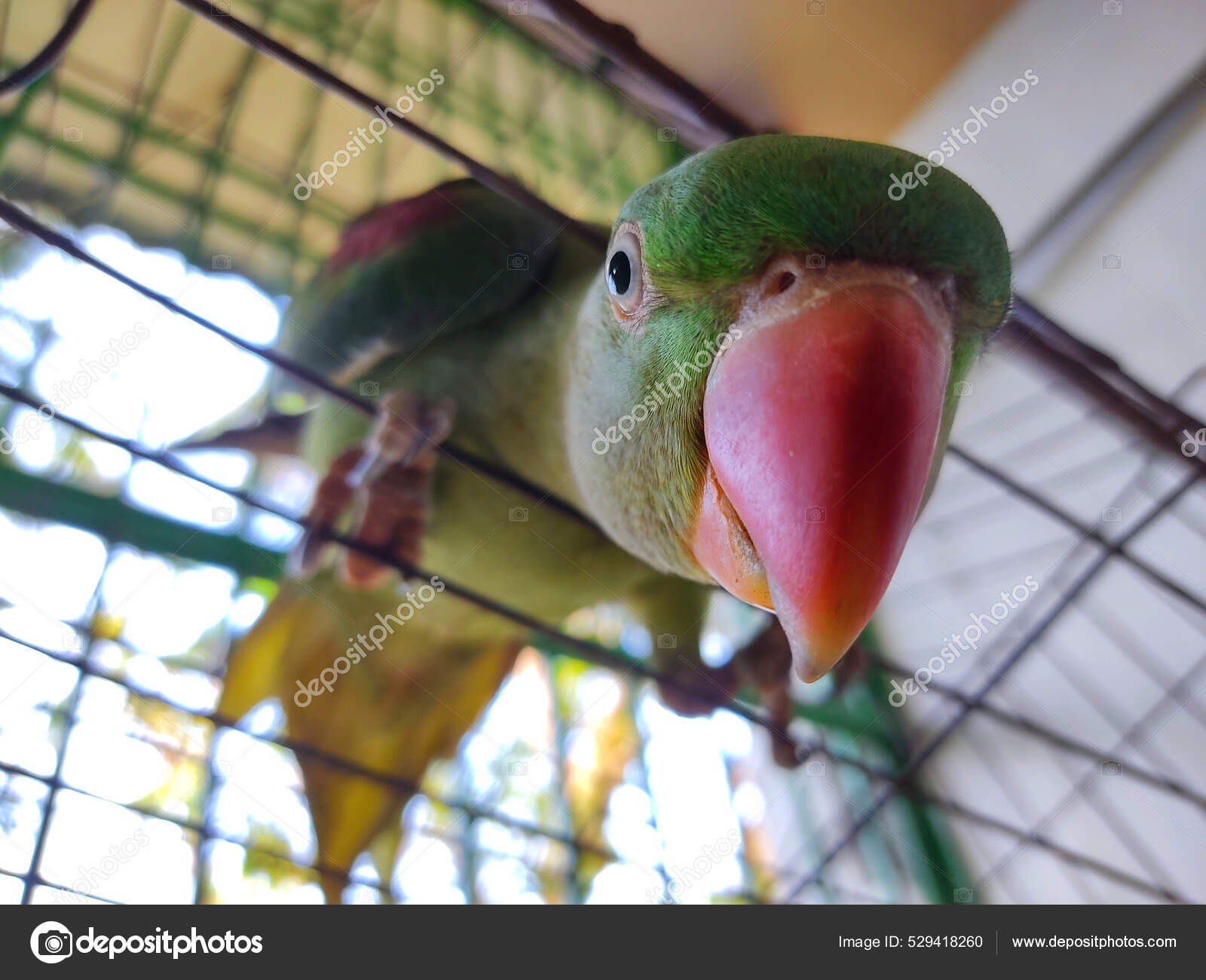 alexandrine parakeet cage