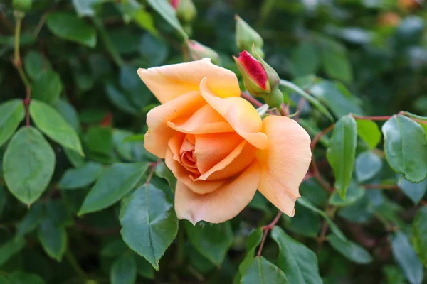 Las Rosas Naranjas Florecieron Jardín —  Fotos de Stock