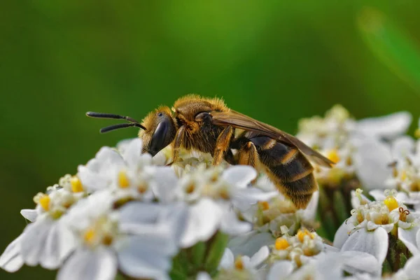 Zbliżenie Późno Wyłaniającej Się Żeńskiej Pszczoły Bruzdowatej Lasioglossum Calceatum Achilleskim — Zdjęcie stockowe