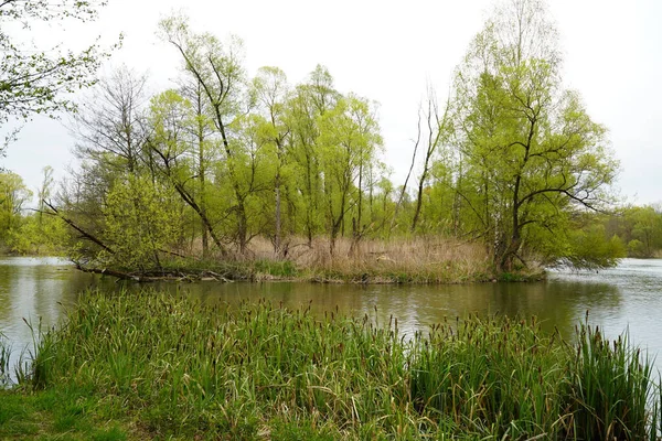 树木倒映在水面上的景观 — 图库照片