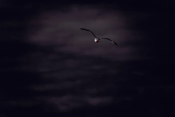 Egy Madár Repül Sötét Éjszakában — Stock Fotó