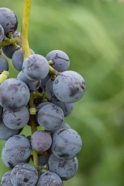 Gros Plan Raisins Bleus Dans Vignoble — Photo