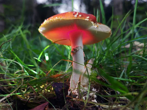 Closeup Shot Wild Mushroom Growing Grass — Stock Photo, Image