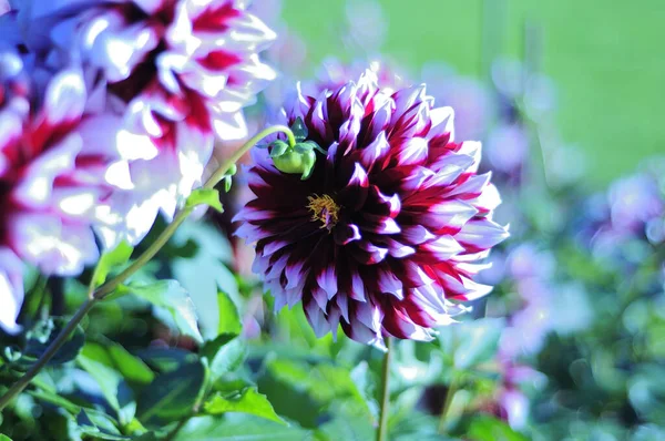 Tiro Foco Seletivo Belas Flores Dahlia Livre Durante Dia — Fotografia de Stock