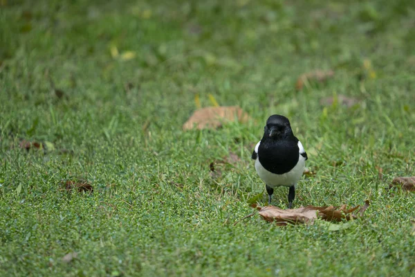 公園の芝生の上でユーラシアのカササギ — ストック写真