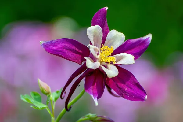 Zbliżenie Strzał Columbine Aquilegia Kwiat Białymi Purpurowymi Płatkami Ogrodzie — Zdjęcie stockowe