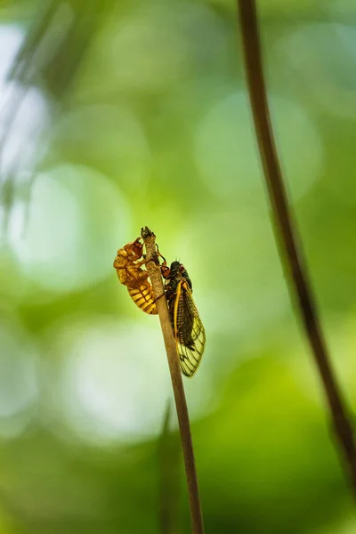 Vertical Photo Year Periodic Cicada Brood Freshly Molted Shell — Stock Photo, Image