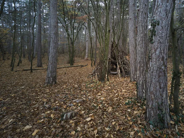 Geïsoleerde Houtstick Tipi Gebouwd Door Kinderen Een Mistig Novemberbos — Stockfoto