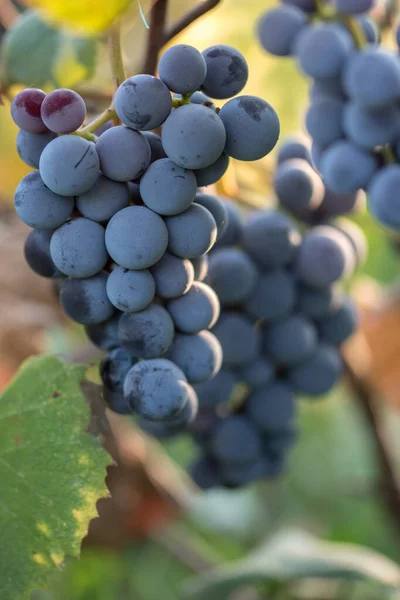 Een Close Shot Van Blauwe Druiven Een Wijngaard — Stockfoto