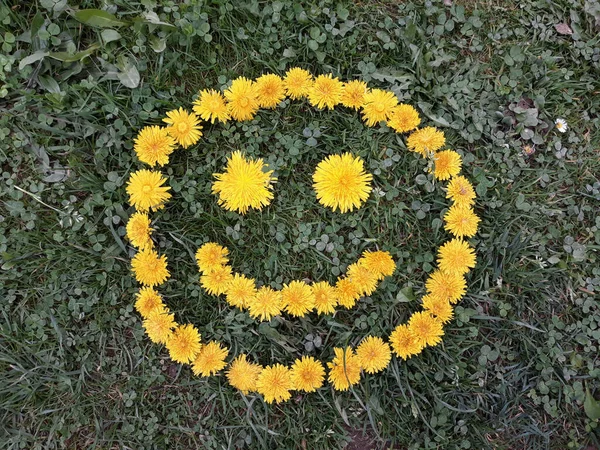 Uśmiech Żółtych Kwiatów Tle Trawy — Zdjęcie stockowe