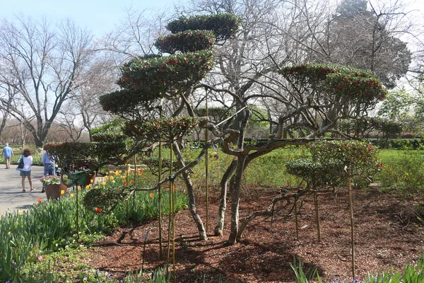 緑の木々に囲まれた公園の美しい景色 — ストック写真