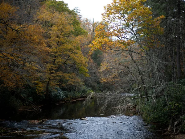 Красивый Вид Реку Протекающую Через Лес Прохладный Осенний День — стоковое фото