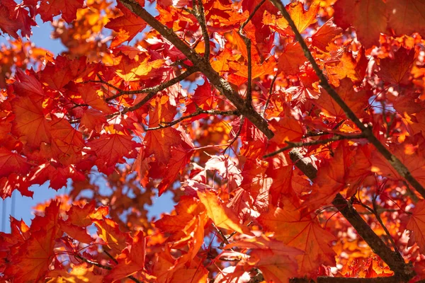 Closeup Árvore Bordo Parte Encontro Céu Azul Outono — Fotografia de Stock