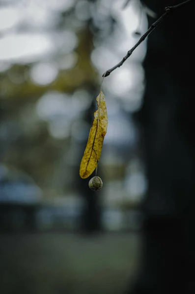 Een Selectieve Focus Verticaal Shot Van Een Geel Herfstblad — Stockfoto