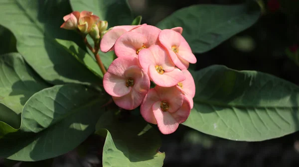 A closeup shot of a pink crown-of-thorns