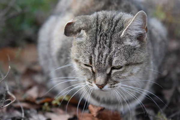 Nahaufnahme Einer Grau Gestreiften Streunenden Katze Park — Stockfoto