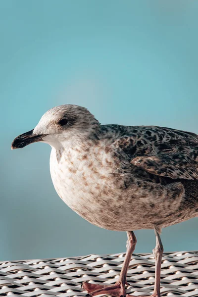 Closeup Gull Blue Sky — Stock Photo, Image