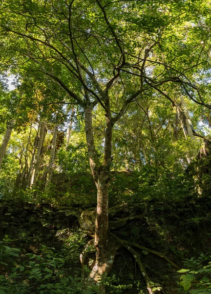 Egy Gyönyörű Kép Fákról Matanzas Kubában — Stock Fotó