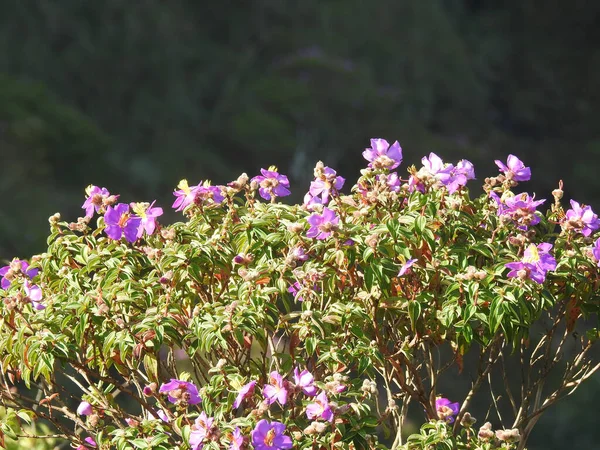 Gros Plan Bel Arbuste Cynorrhodon Fleurs — Photo
