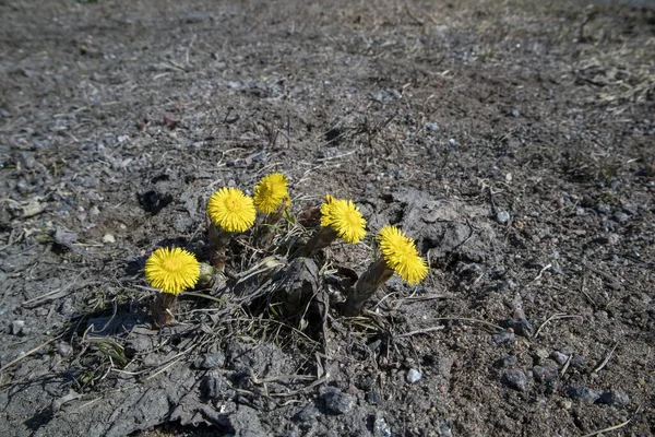 Die Gelben Coltsfoot Blüten Tussilago Farfara Sonnenlicht — Stockfoto