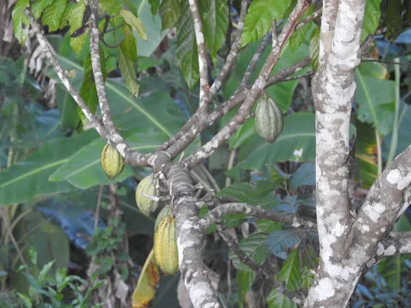 Μια Κοντινή Φωτογραφία Κόκκους Κακάο Φυτρώνουν Ένα Δέντρο — Φωτογραφία Αρχείου
