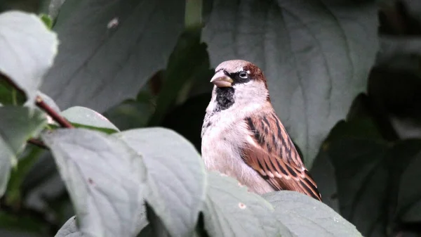 Eine Nahaufnahme Eines Vogels Auf Einem Ast Eines Baumes Einem — Stockfoto