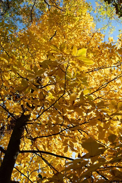Вертикальне Фото Дерева Жовтим Золотим Осіннім Листям — стокове фото
