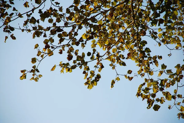 Low Angle Shot Branches Tree Sky Autumn — Stock Photo, Image