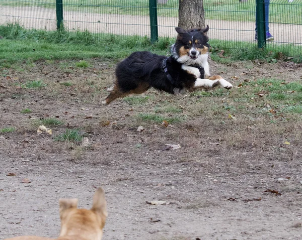 面白い犬の国境コリーは別の犬を見て飛ぶふり — ストック写真