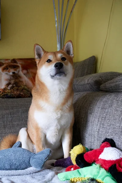 ソファの上で芝犬の垂直ショット — ストック写真