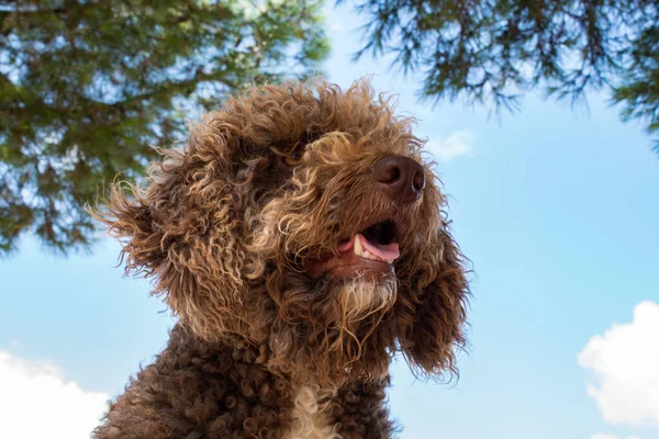 一只棕色的狗的特写镜头 背景是晴朗的天空 — 图库照片