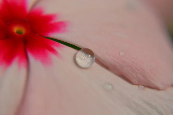 Primo Piano Fiore Rosa Con Gocce Acqua — Foto Stock