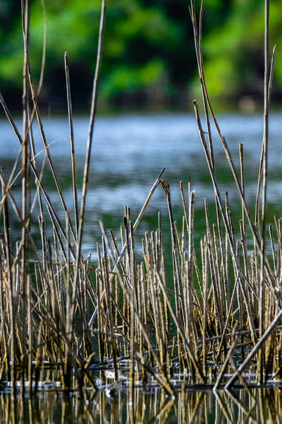 Ein Vertikaler Schuss Äste Auf Dem See — Stockfoto