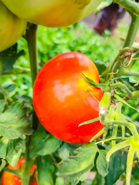 Primer Plano Tomate Maduro Arbusto Jardín —  Fotos de Stock