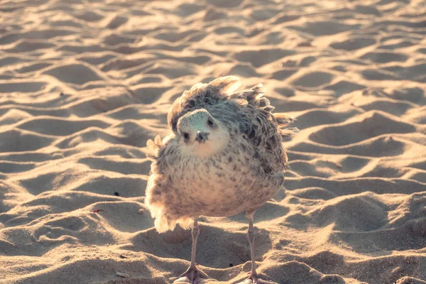 Mise Point Sélective Oiseau Marin Sur Rivage — Photo