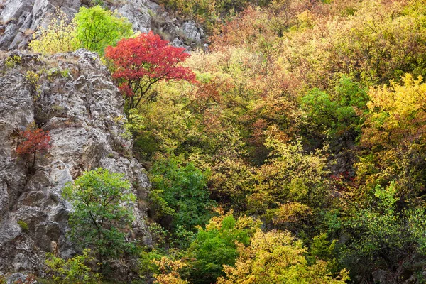 Cores Vívidas Surpreendentes Das Árvores Outono Penhasco Rochoso Cânion Rio — Fotografia de Stock