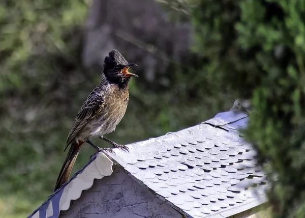 Tiro Seletivo Foco Bulbul Vermelho Ventilado Gurugram Índia — Fotografia de Stock